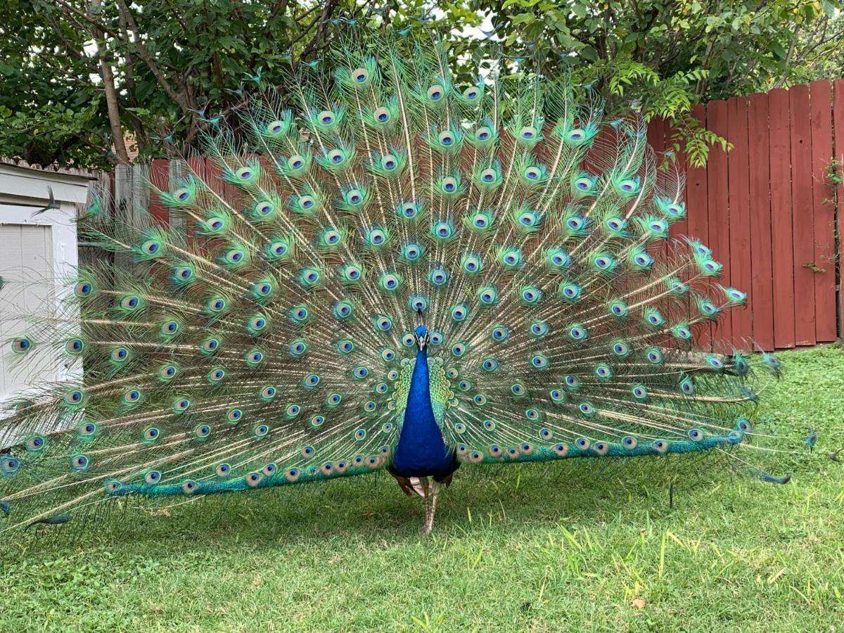 The Peacock House Vila San Antonio Exterior foto