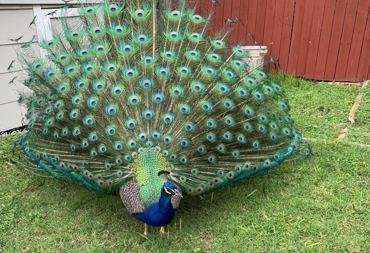 The Peacock House Vila San Antonio Exterior foto